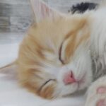 ろく